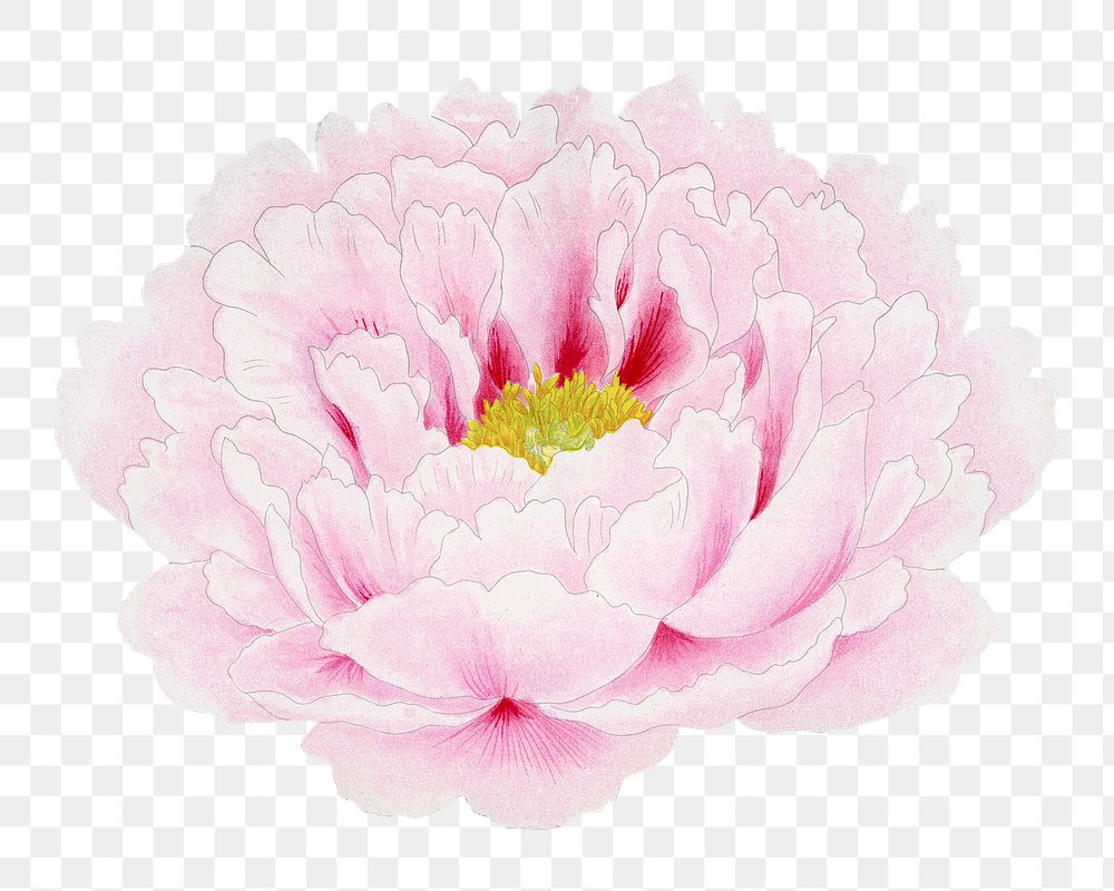 Pink peony png sticker, botanical flower design element on transparent background