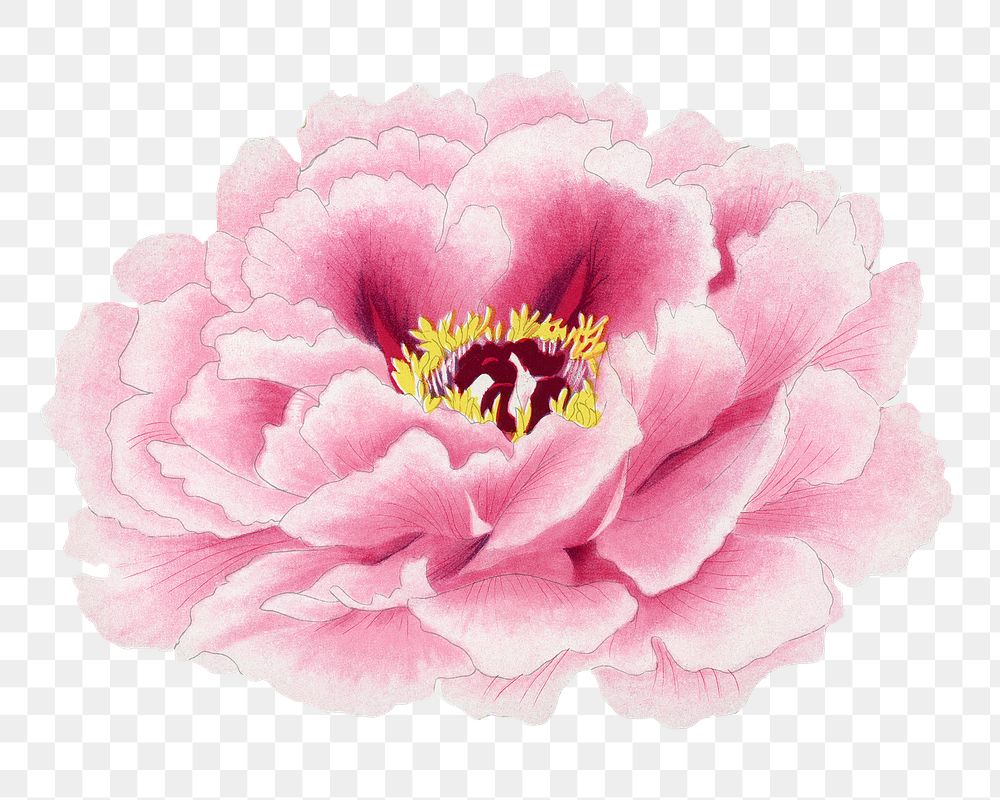 Pink peony png sticker, botanical flower design element on transparent background