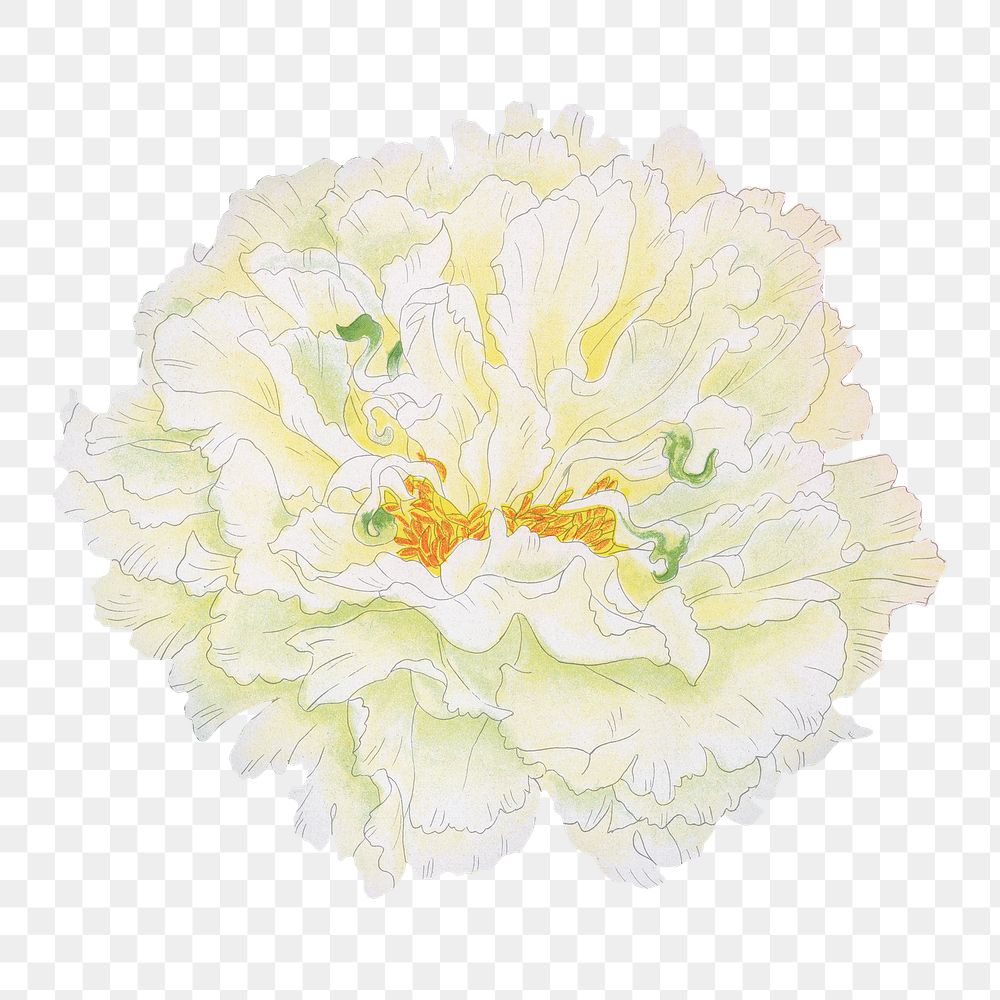 Japanese peony flower png clipart, color botanical floral design on transparent background
