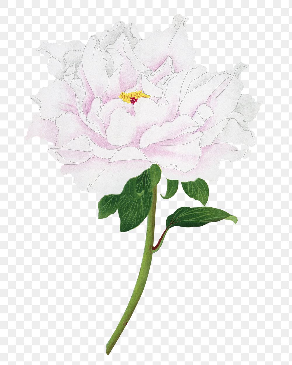 Aesthetic peony flower png sticker, floral clipart on transparent background