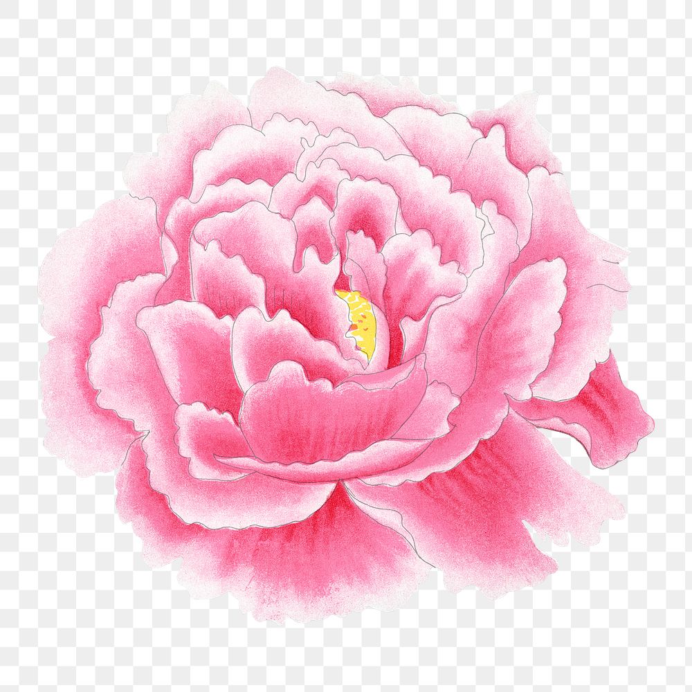 Pink peony png sticker, botanical flower design element on transparent background