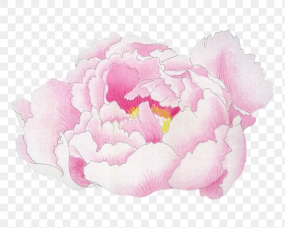 Pink peony png sticker, botanical flower design element on transparent background