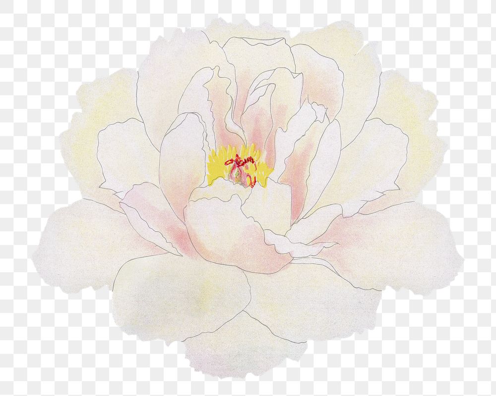 White peony png sticker, botanical flower design element on transparent background