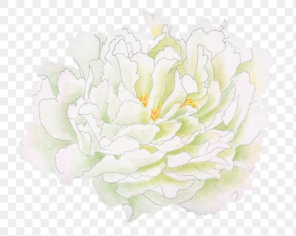 White peony png sticker, botanical flower design element on transparent background