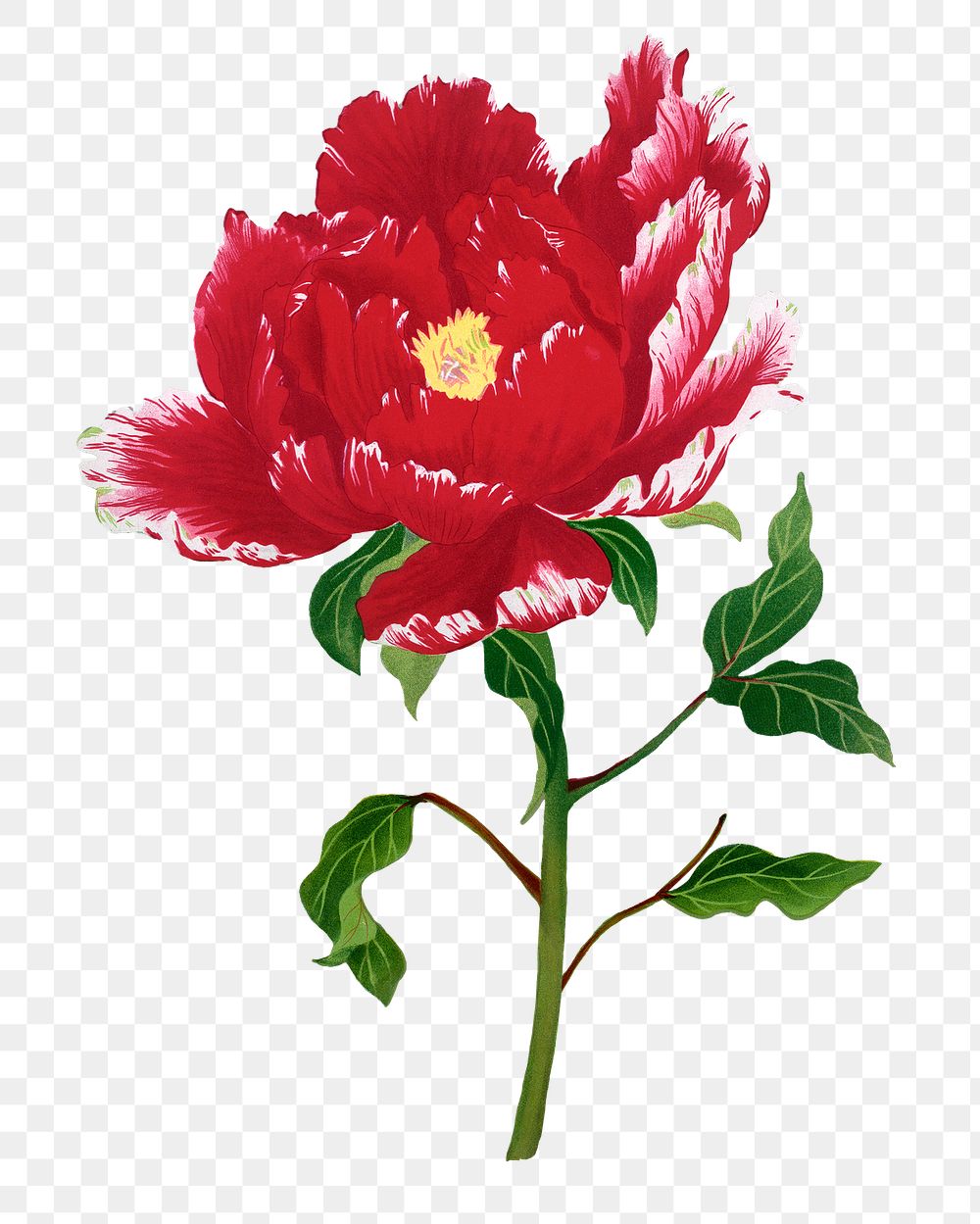 Aesthetic peony flower png sticker, floral clipart on transparent background