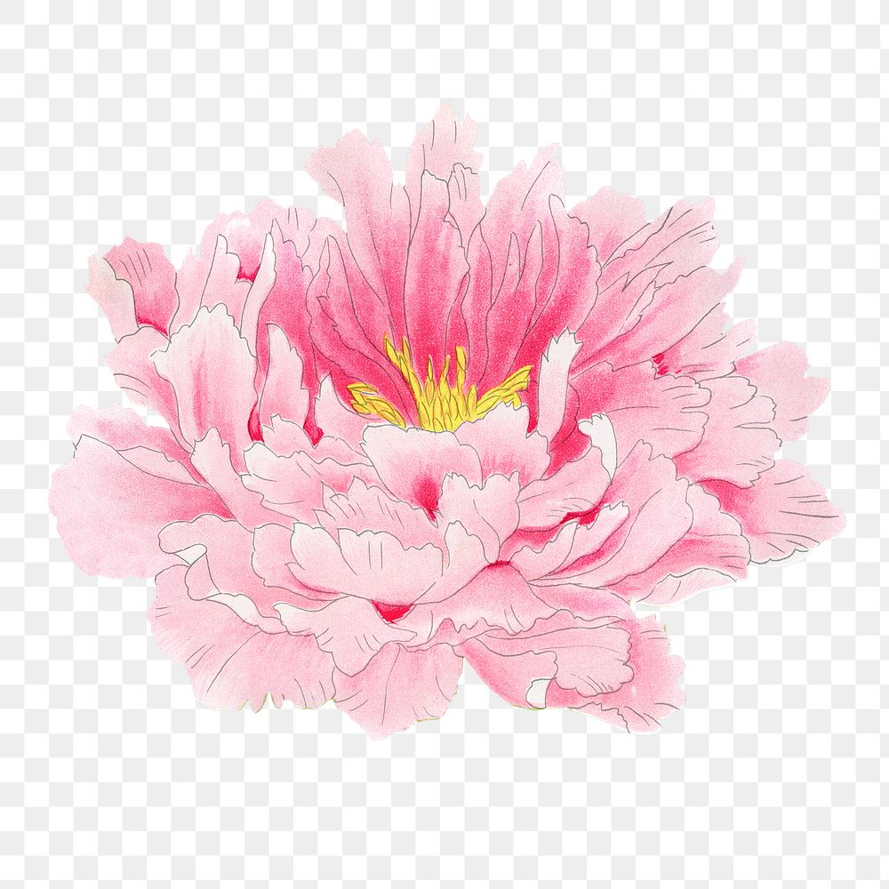 Aesthetic peony flower png sticker, floral clipart on transparent background