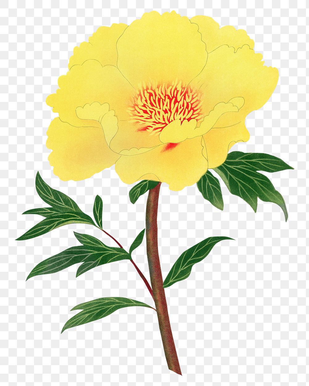 Yellow peony png sticker, botanical flower design element on transparent background