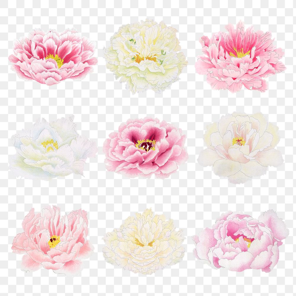 Peony png sticker, aesthetic flower clipart, floral & botanical style on transparent background set