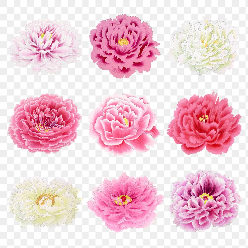 Japanese peony flower png clipart, color botanical floral design on transparent background set