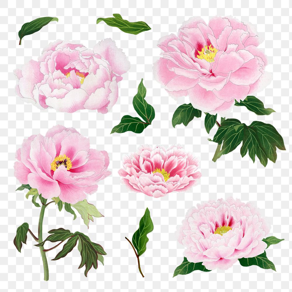Japanese peony flower png clipart, pink botanical floral design on transparent background set