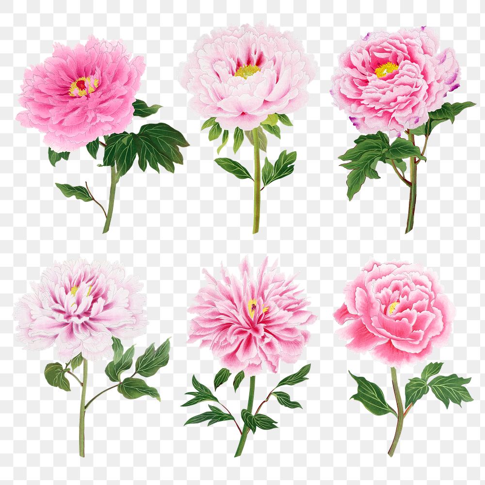 Pink peony png sticker, botanical flower design element on transparent background set