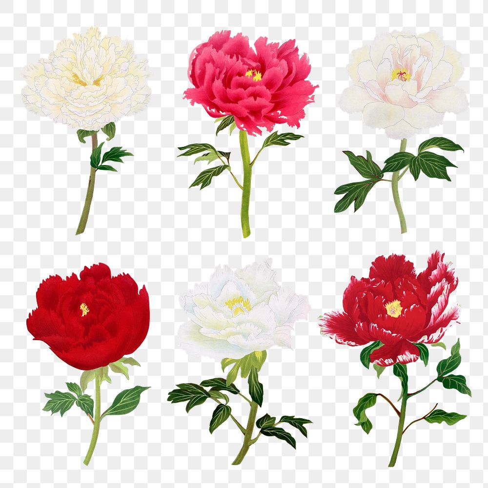 Peony png sticker, aesthetic flower clipart, floral & botanical style on transparent background set