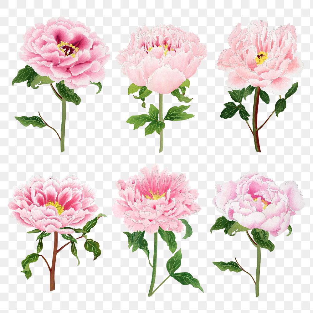 Pink peony png sticker, botanical flower design element on transparent background set