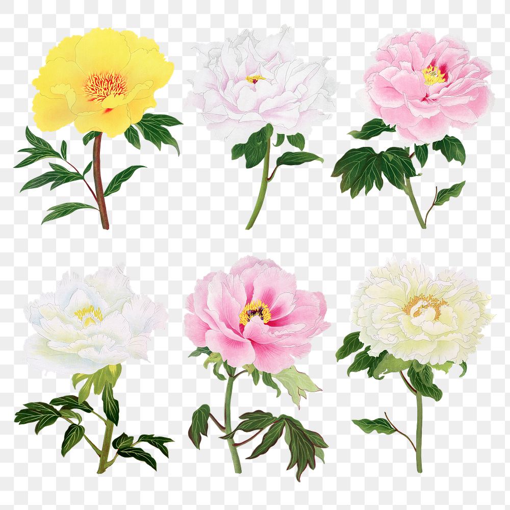 Peony png sticker, aesthetic flower clipart, floral & botanical style on transparent background set