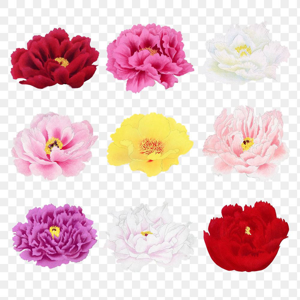 Pink peony png sticker, botanical flower design element on transparent background set