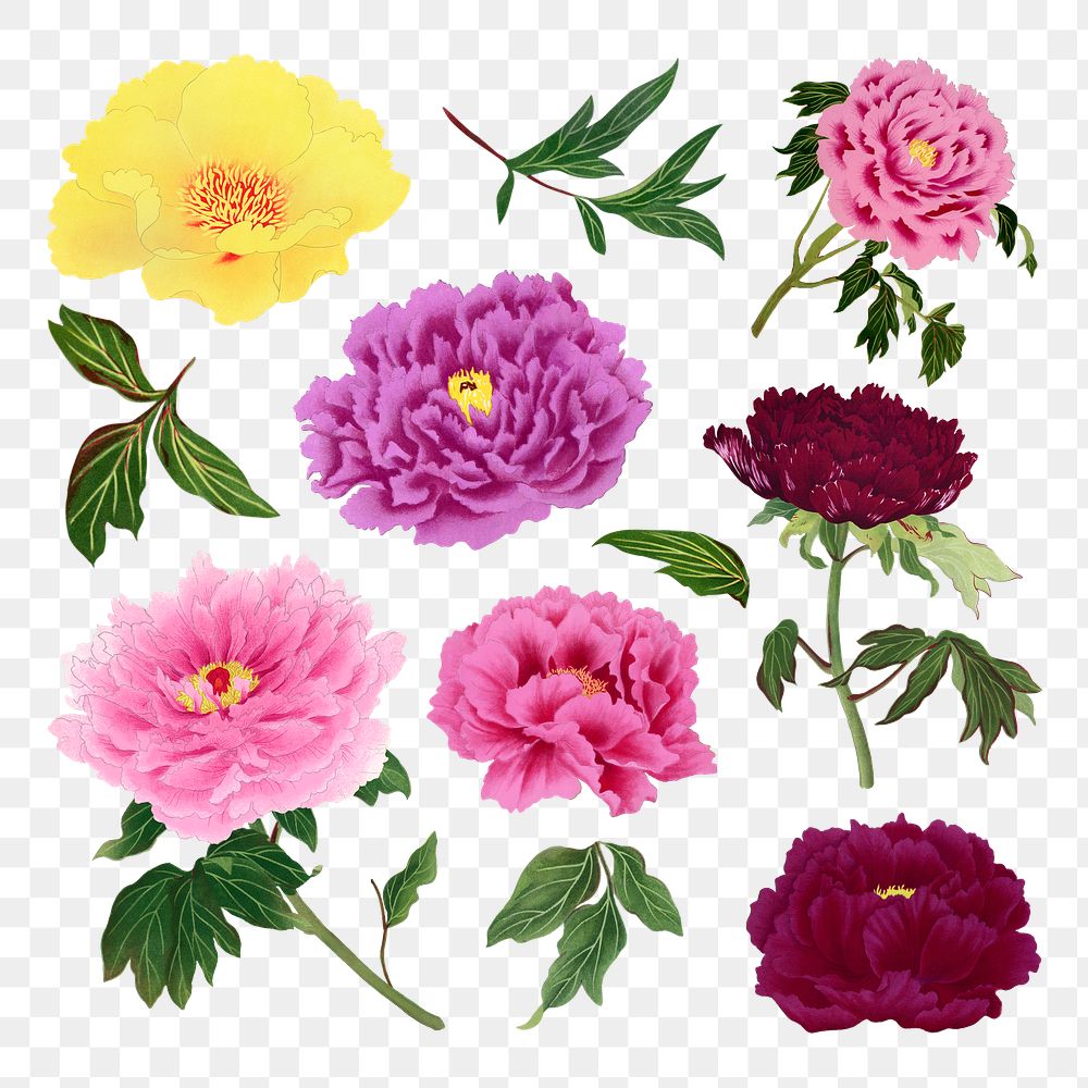 Peony flower png design element, aesthetic botanical style on transparent background set