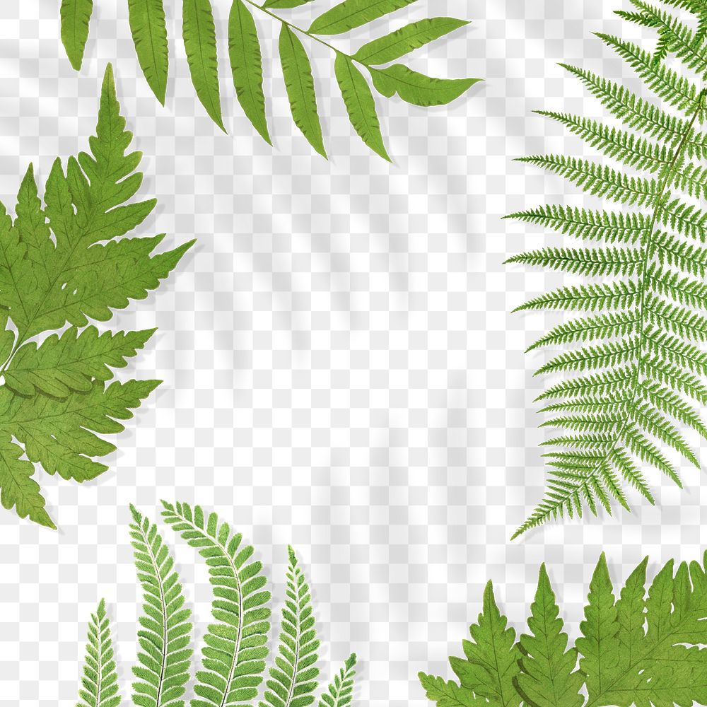 Frame of fern leaves transparent png