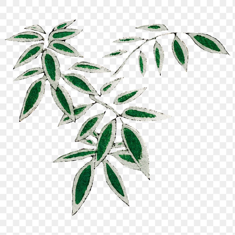 Japanese bamboo leaf ornamental png element, remix of artwork by Watanabe Seitei