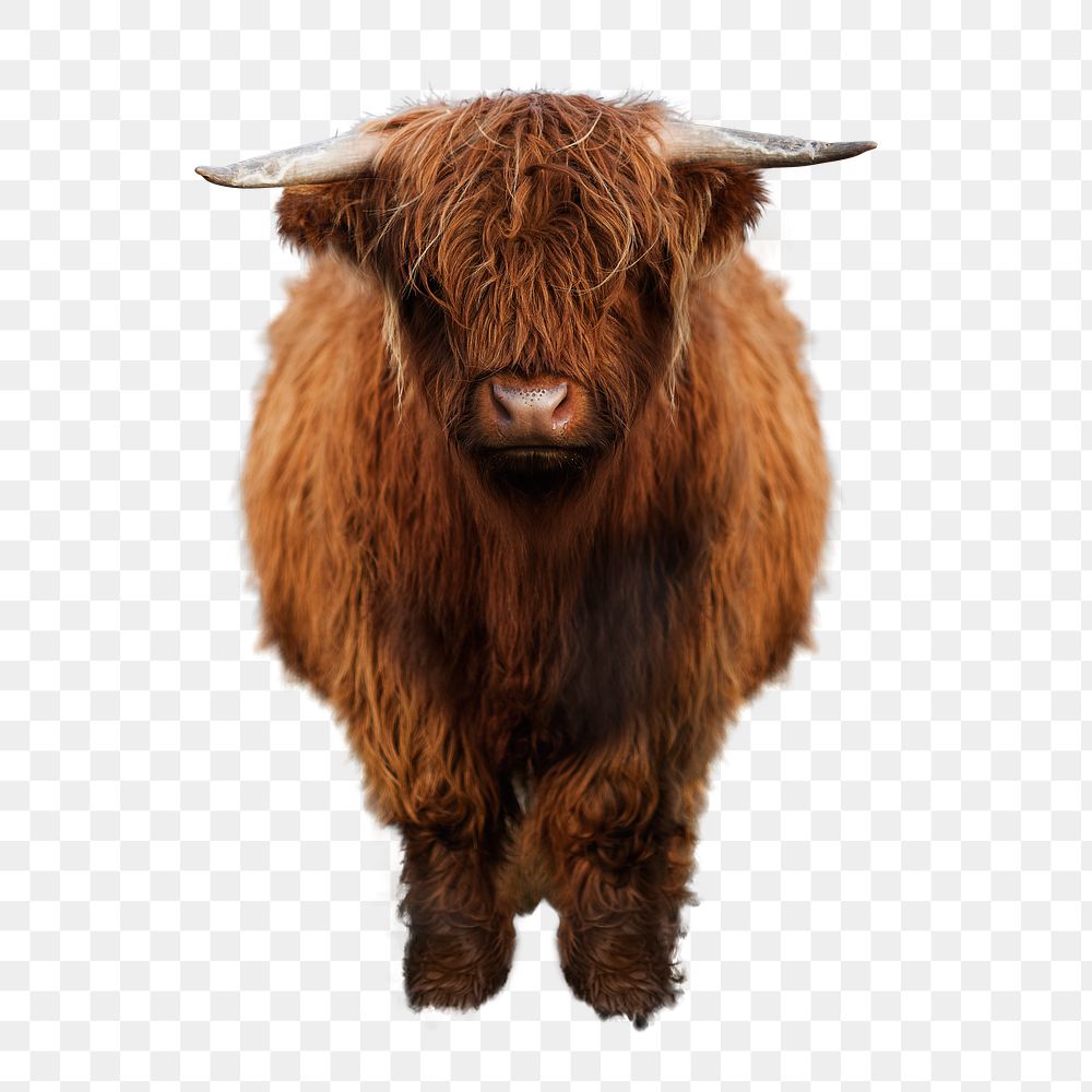 Brown highland calf transparent png