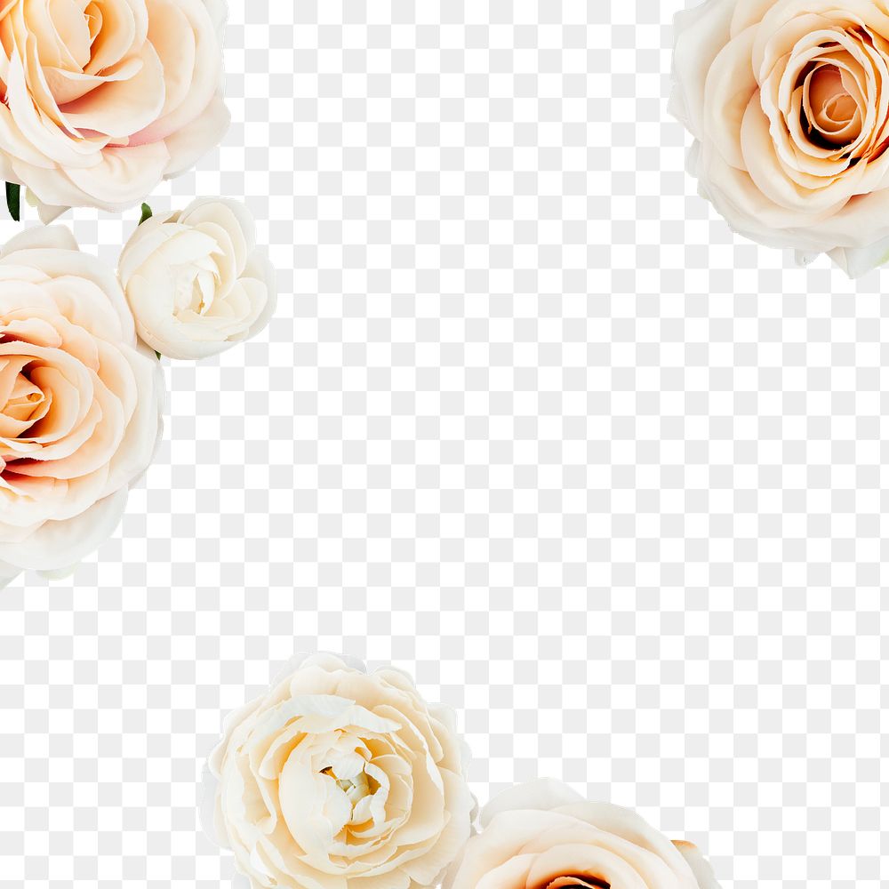 White rose frame transparent png