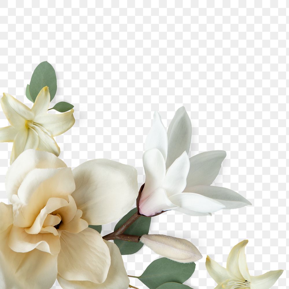 Magnolia flowers design element 