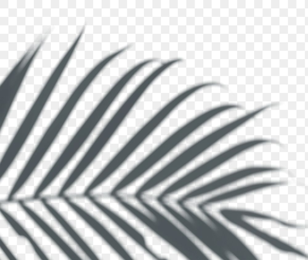 PNG Shadow of palm leaves, transparent background