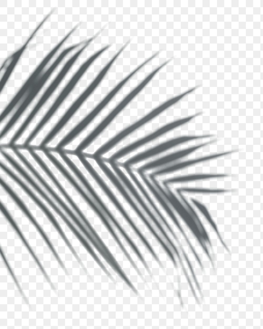 PNG Shadow of palm leaves , transparent background