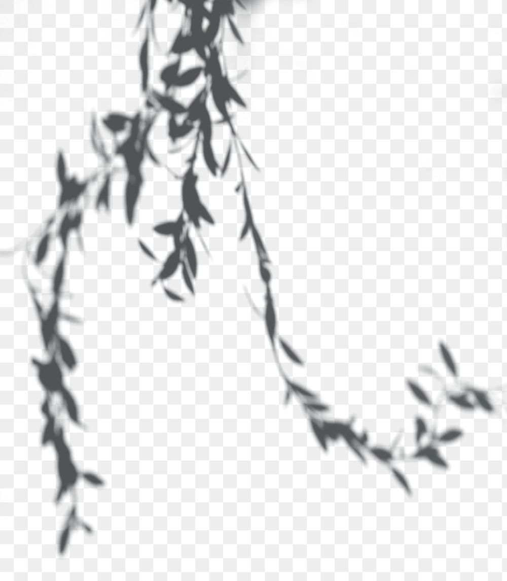 PNG Shadow of leaves, transparent background