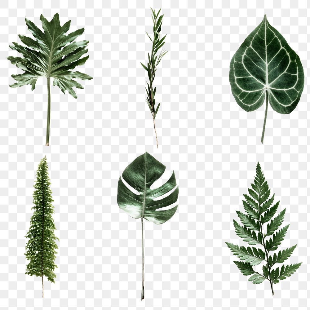 PNG Green foliag set, transparent background