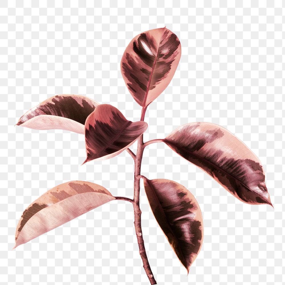 Indian rubber plant with red effect filter transparent png