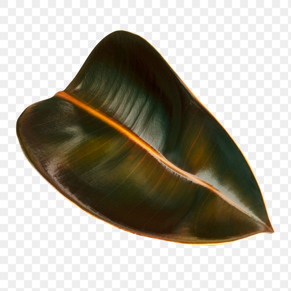 Closeup of Indian rubber leaf transparent png