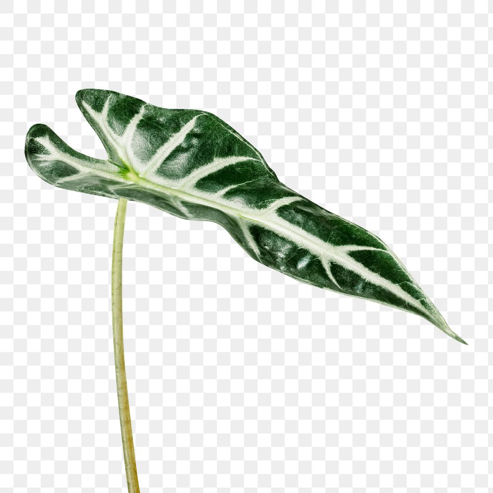 Tropical Alocasia leaf transparent png