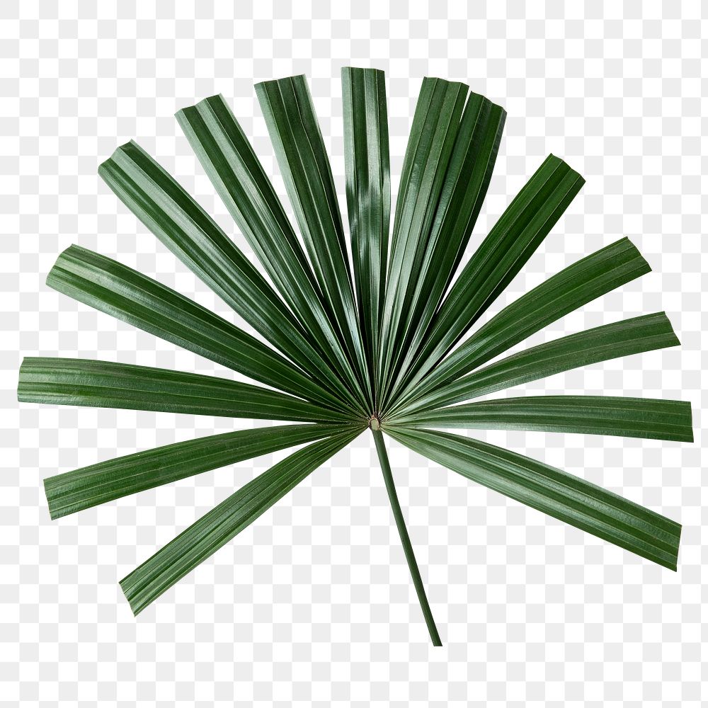 Fresh green palm leaf transparent png