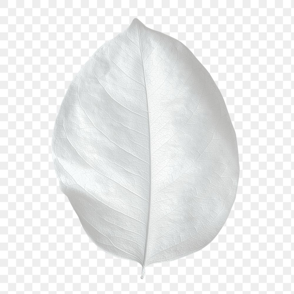 Dry bleached white leaf transparent png