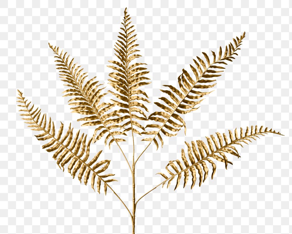 Golden leatherleaf fern plant design element