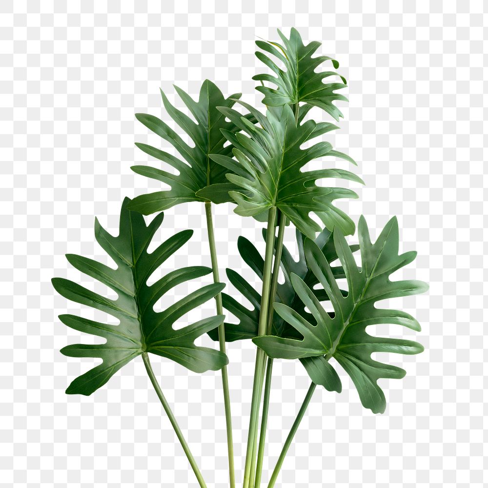 Fresh green Philodendron Xanadu leaves transparent png
