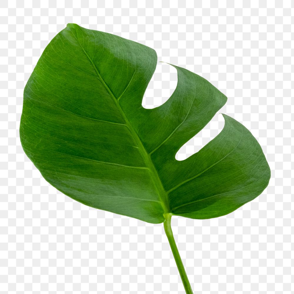 Split leaf philodendron, monstera plant element transparent png