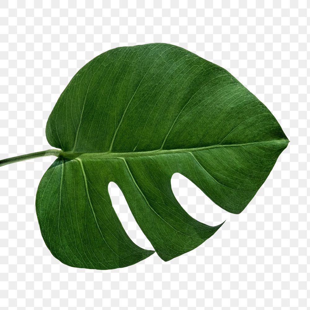 Split leaf philodendron, monstera plant element transparent png