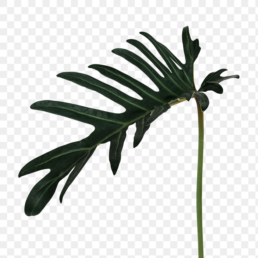 Philodendron xanadu leaf design element