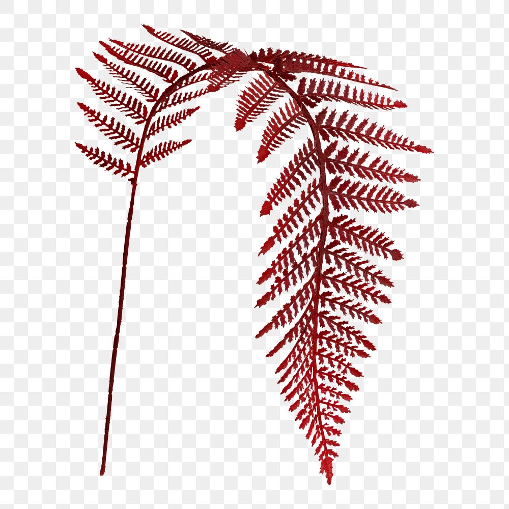 Red colored leatherleaf fern transparent png