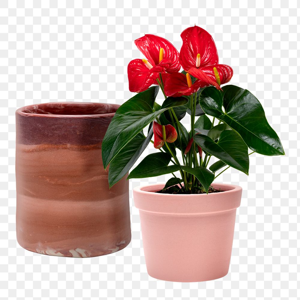 Red Anthurium plant png in a pink pot