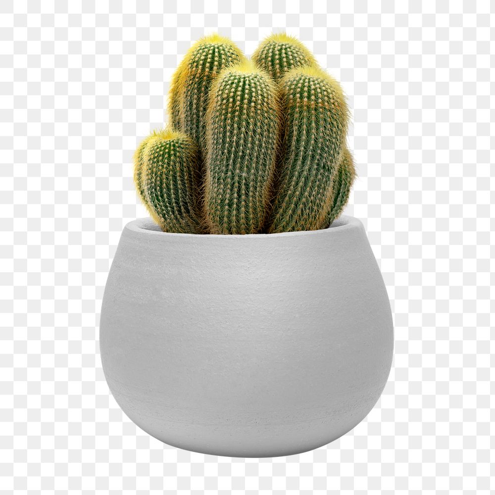 Sea sand cactus png mockup in a pot