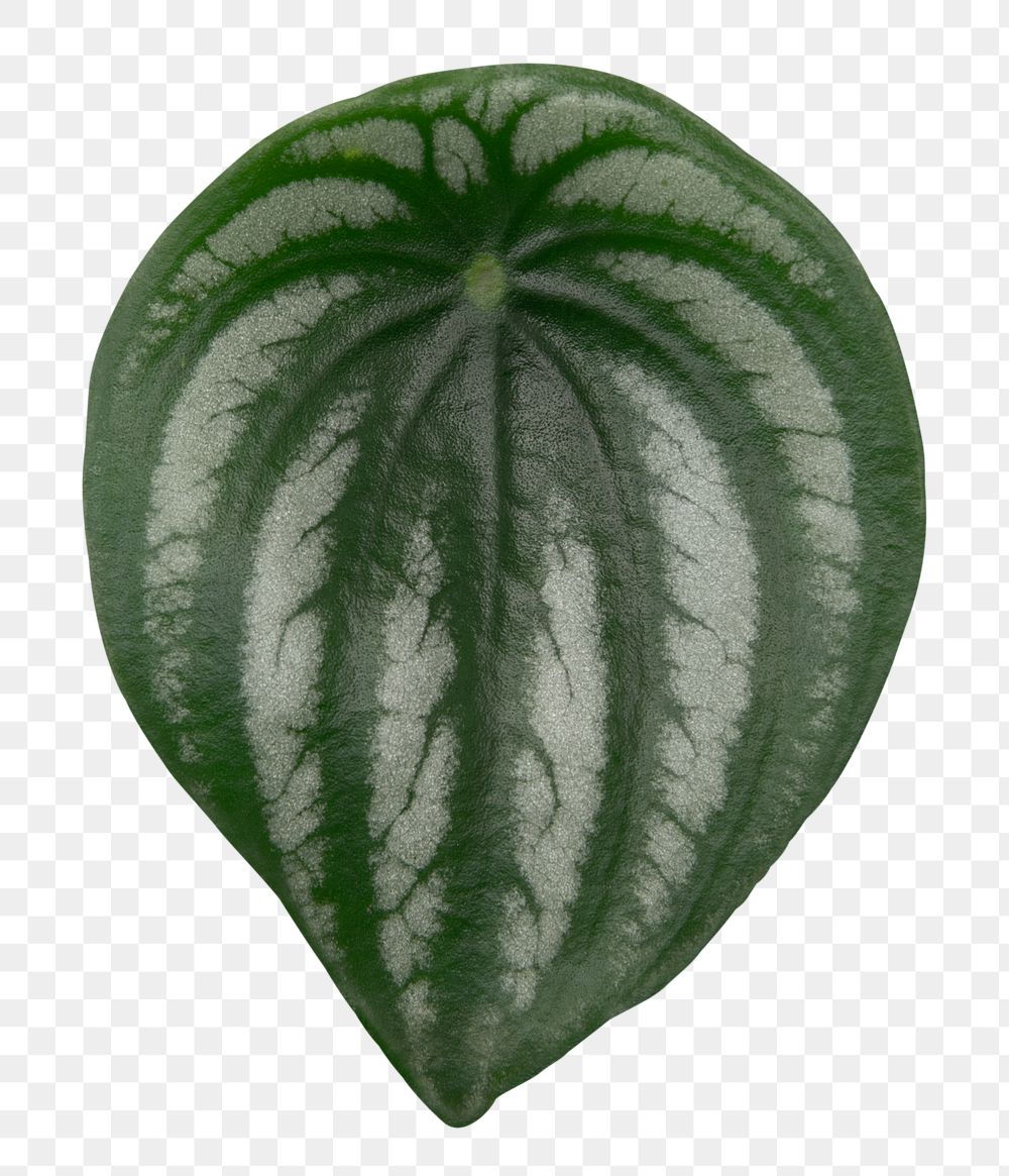 Faux watermelon leaf png plant mockup