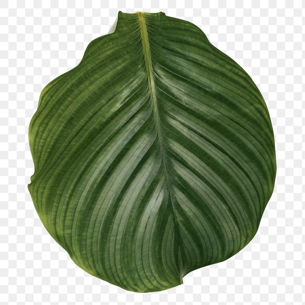 Calathea leaf png plant mockup