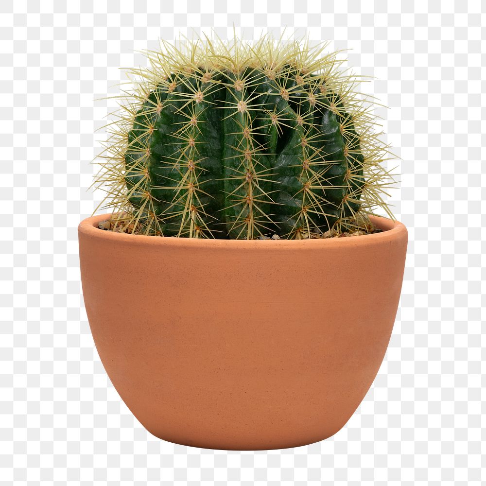 Barrel cactus png mockup in a terracotta pot