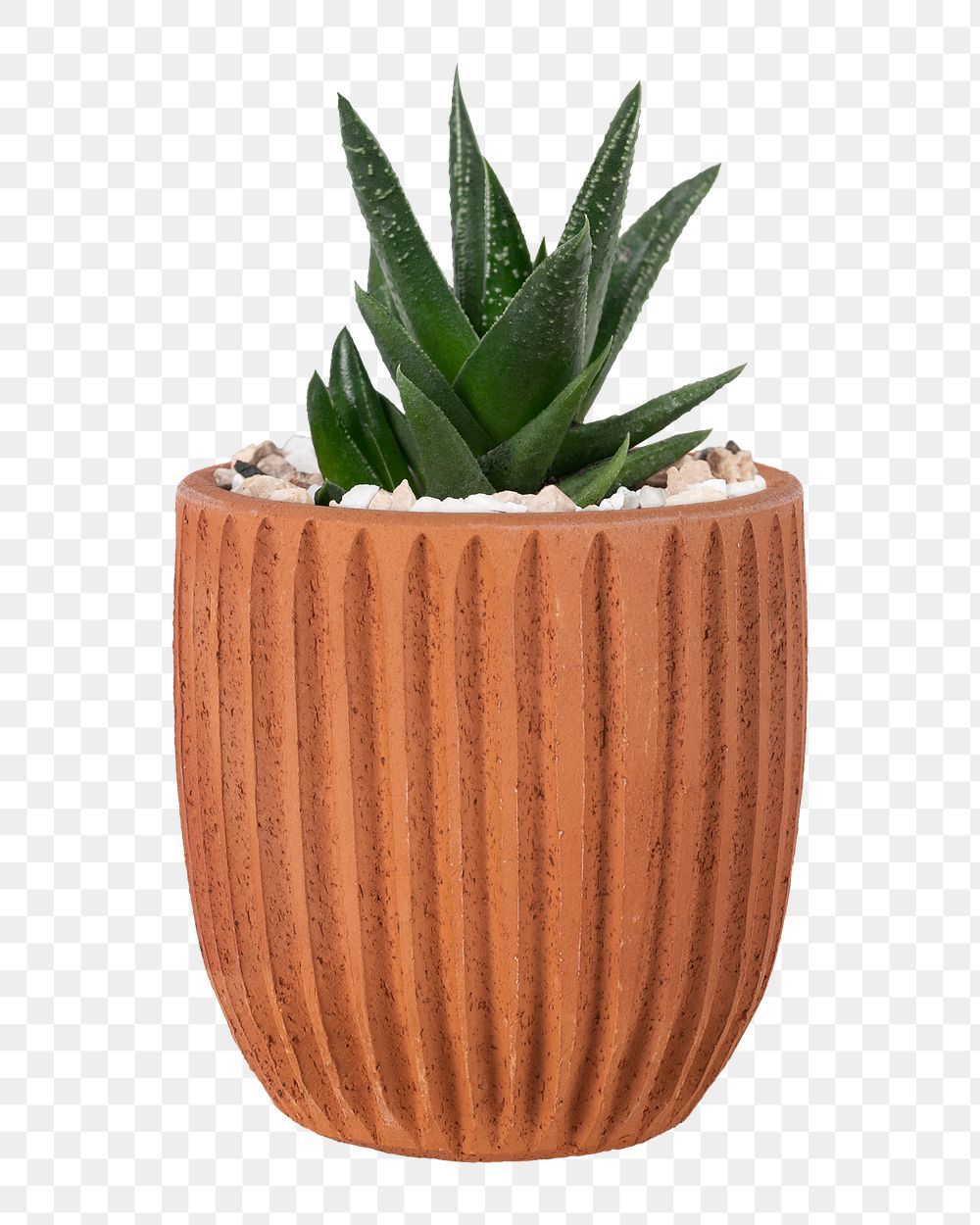 Aloe vera plant png mockup in a cute pot