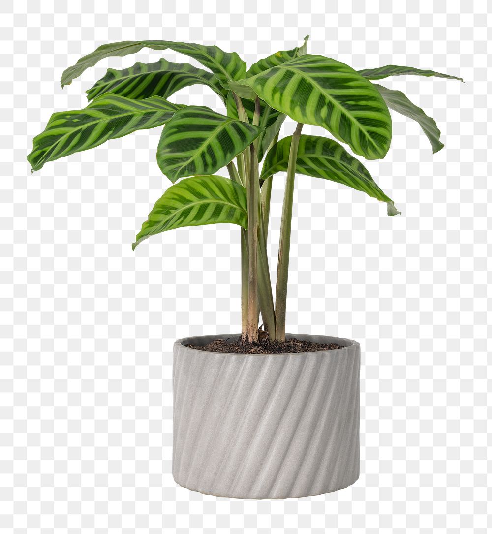 Dumb cane plant png mockup in a gray pot