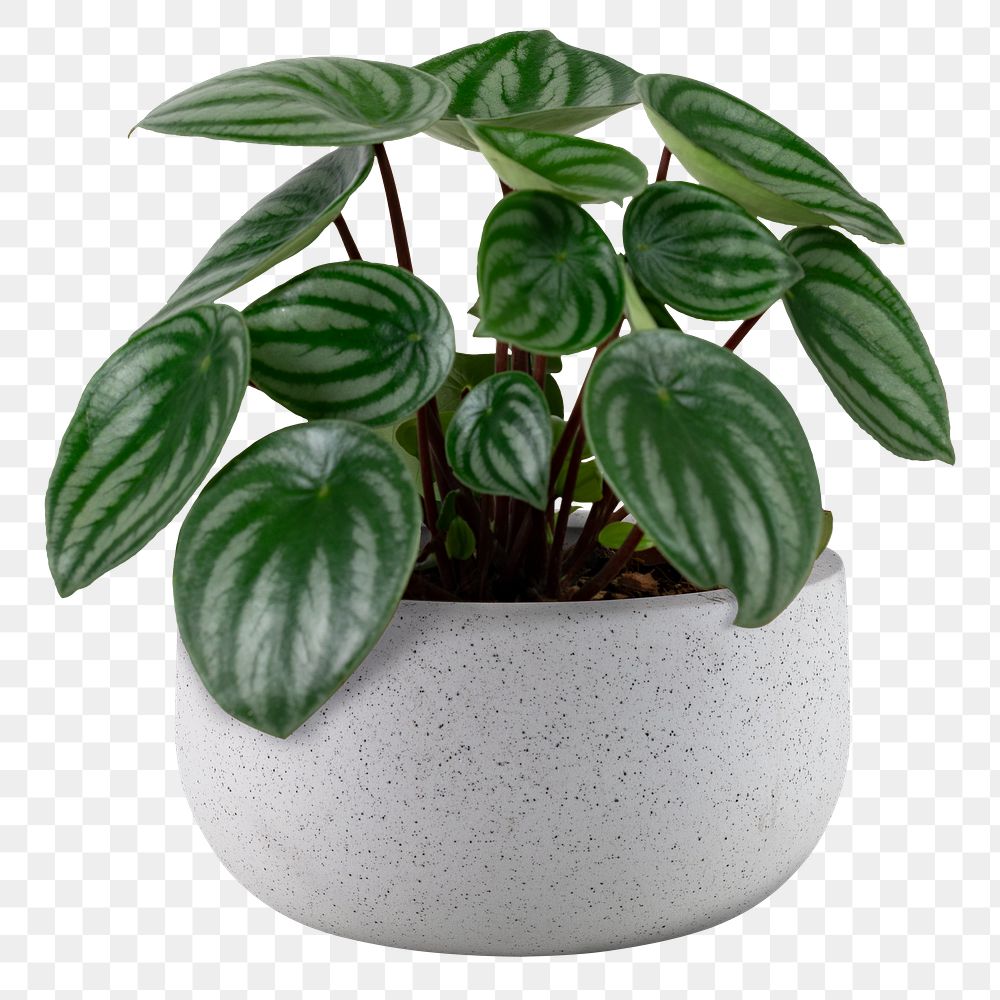 Faux watermelon peperomia png mockup in a gray pot