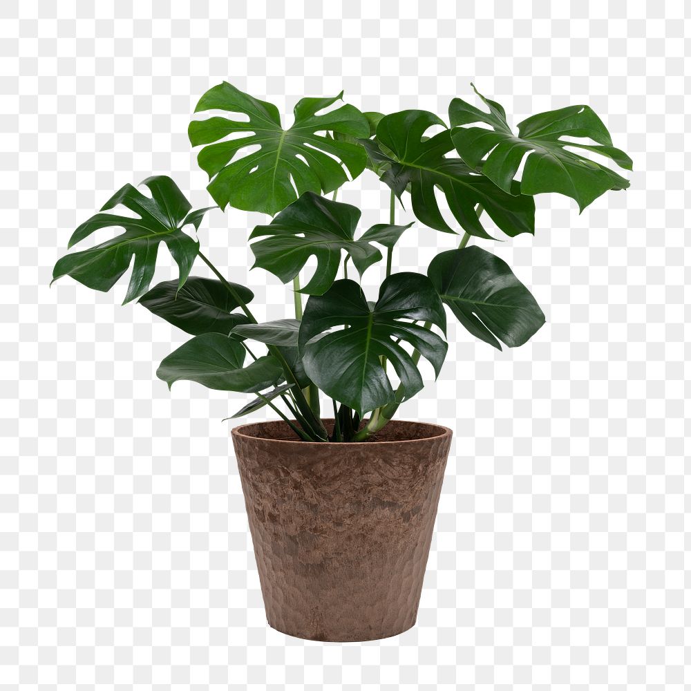 Monstera deliciosa plant png mockup in a pot