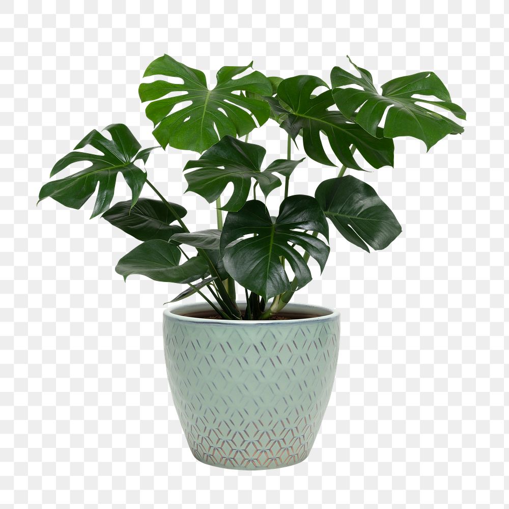 Monstera deliciosa plant png mockup in a pot